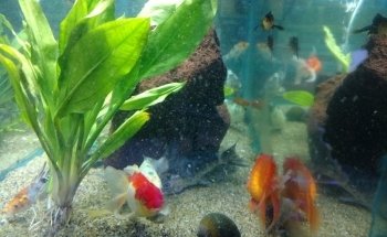 Acuario Aqua-Sol