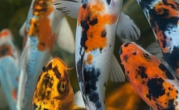 Acuario Aqua-Sol