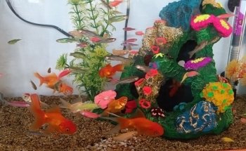 Acuario Aqua-Sol