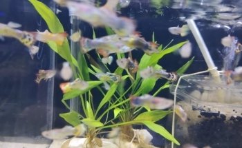 Acuario Aqua-Sol
