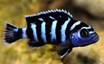 A1 Aquarium World