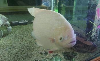 A1 Aquarium World