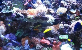 A1 Aquarium World