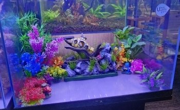 A1 Aquarium World