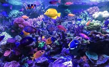 A1 Aquarium World