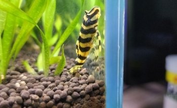 A1 Aquarium World
