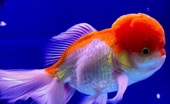 A1 Aquarium World