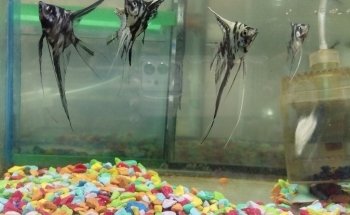 Estética Canina y Acuario 'DOG ESPONJA'
