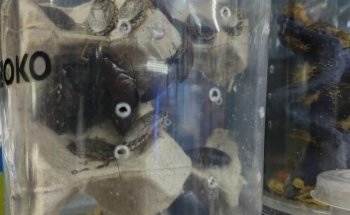 Estética Canina y Acuario 