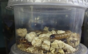Estética Canina y Acuario 