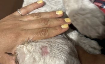 ZUmascota / Hospital Veterinario & Eestética Canina