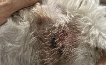 ZUmascota / Hospital Veterinario & Eestética Canina