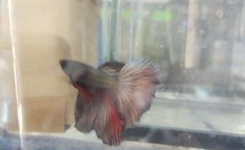 Acuarius