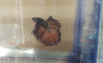 Acuarius