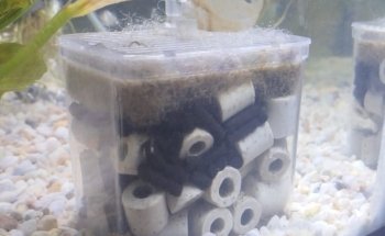 Acuarius