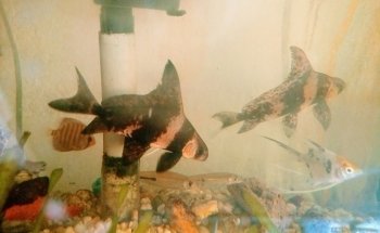 Acuarius