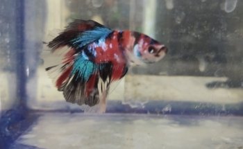 Acuarius