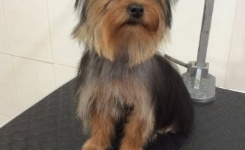 Clínica Veterinaria Monterrey