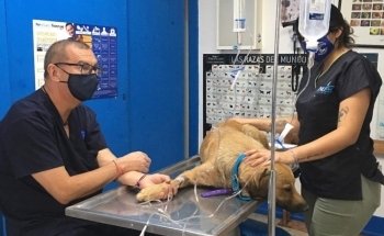 Clínica Veterinaria Monterrey
