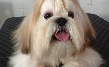 Clínica Veterinaria Monterrey