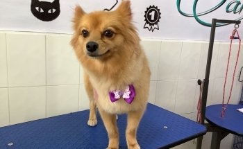 Clínica Veterinaria Monterrey