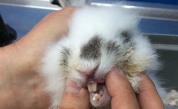 Clínica Veterinaria Monterrey