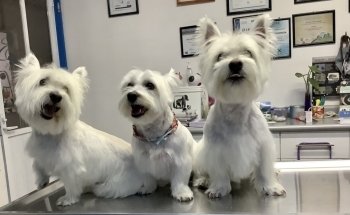 Clínica Veterinaria Monterrey