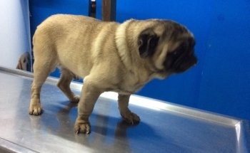 Monterrey Veterinary Clinic