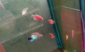 Acuario cieneguita