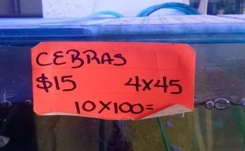 Acuario cieneguita
