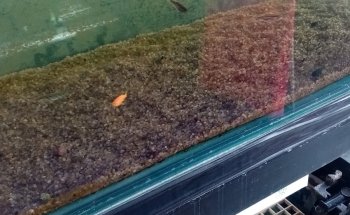 Acuario cieneguita