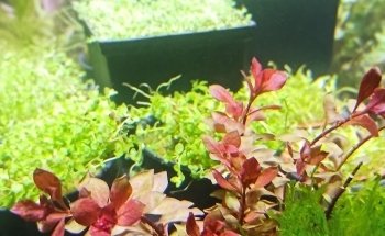 Acuario El Jovi