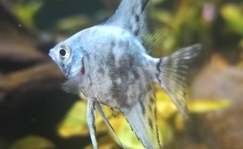 Acuario El Jovi