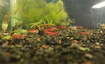 Acuario El Jovi
