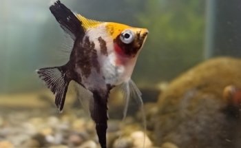 Acuario El Jovi