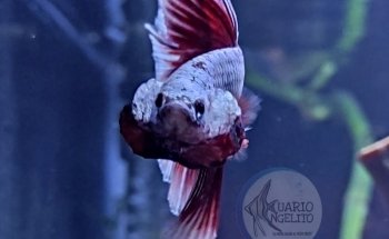 Acuario Angelito Oaxaca