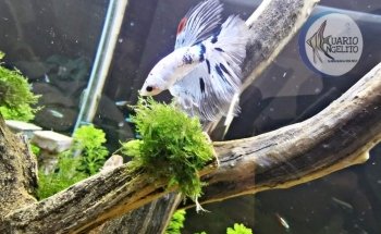 Acuario Angelito Oaxaca