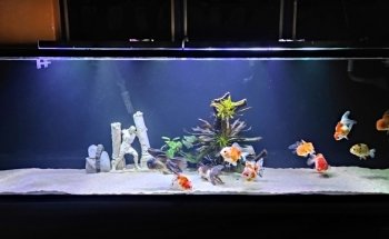 Angelito Aquarium Oaxaca