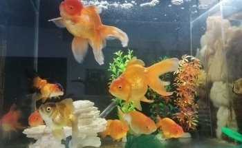 Acuario Angelito Oaxaca