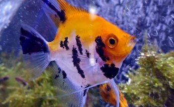 Acuario Angelito Oaxaca