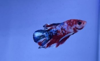Magic Aquarium