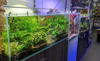 Hurstville Aquarium
