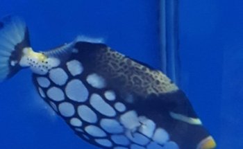 Hurstville Aquarium