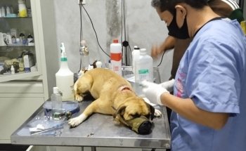 Veterinary Animal Kingdom