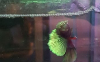 ACUARIO CICLID WORLD
