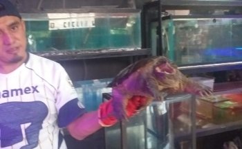 ACUARIO CICLID WORLD