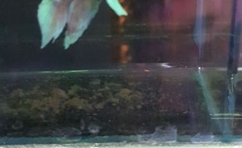 ACUARIO CICLID WORLD