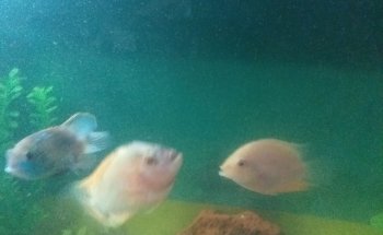 ACUARIO CICLID WORLD