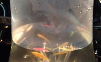 Acuario Acanthurus