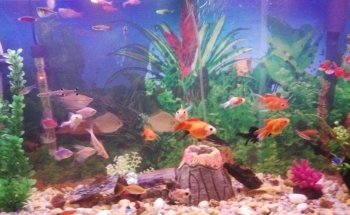 Acuario Acanthurus